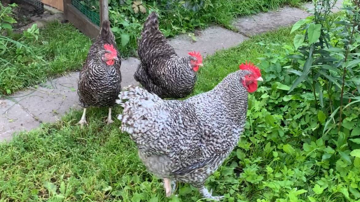 Скрещиваю две породы кур Малин и Плимутрок полосатый, вывод цыплят