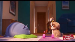 Тайная Жизнь Домашних Животных 2