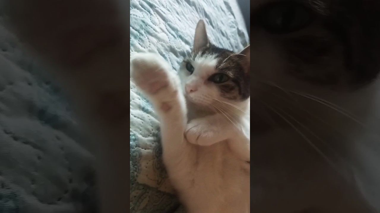 Мурочка милашка. #питомцы #cat #милота #кошка #мурка #няшка смотреть онлайн