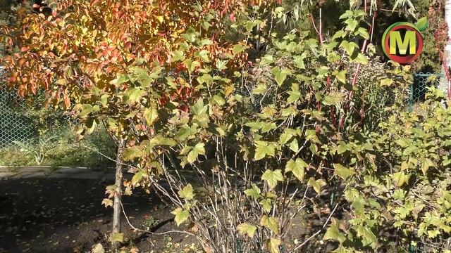 ? ГОТОВИМ САД К ЗИМЕ. Влагозарядный Полив Плодовых и Ягодных Культур. смотреть онлайн