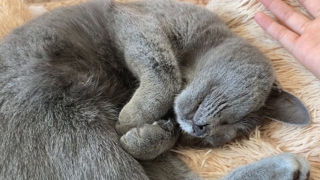 АСМР||Кошка Мия||🐈⬛мурлыканье кошки🐱|| близкий шепот|| смотреть онлайн