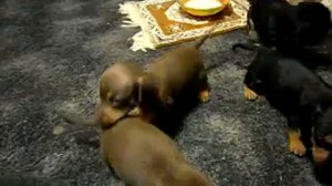 Щенки таксы 1 месяц_7287