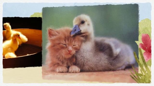 Маленькие котята, оказывается дружат с утятами! смотреть онлайн