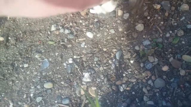 Spring Coprinoids! смотреть онлайн