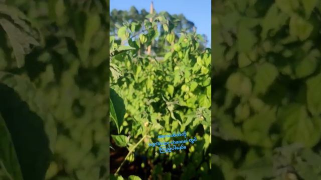 Cape Gooseberry Cultivation смотреть онлайн