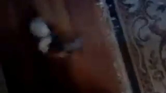 Фредка (харек) смотреть онлайн