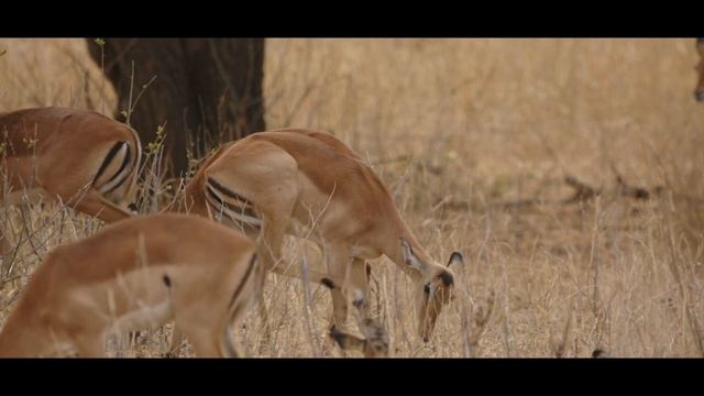 Ep1 Tarangire National Park "Land of Elephants" смотреть онлайн