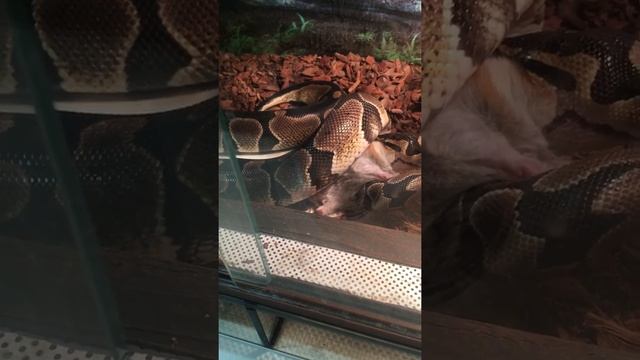 Как питается питон