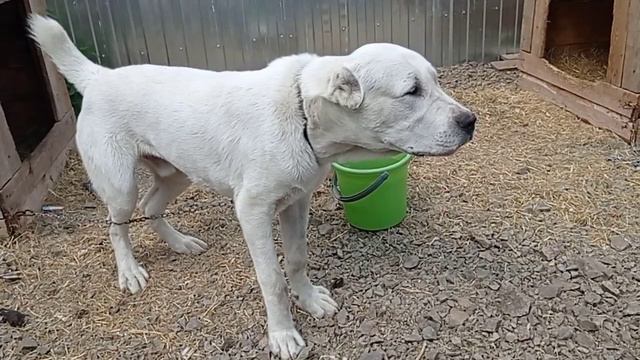 среднеазиатская овчарка алабай 8 месяцев лает ругается смотреть онлайн