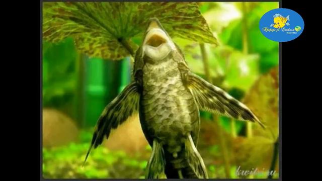 Стурисома Панамская размножение смотреть онлайн