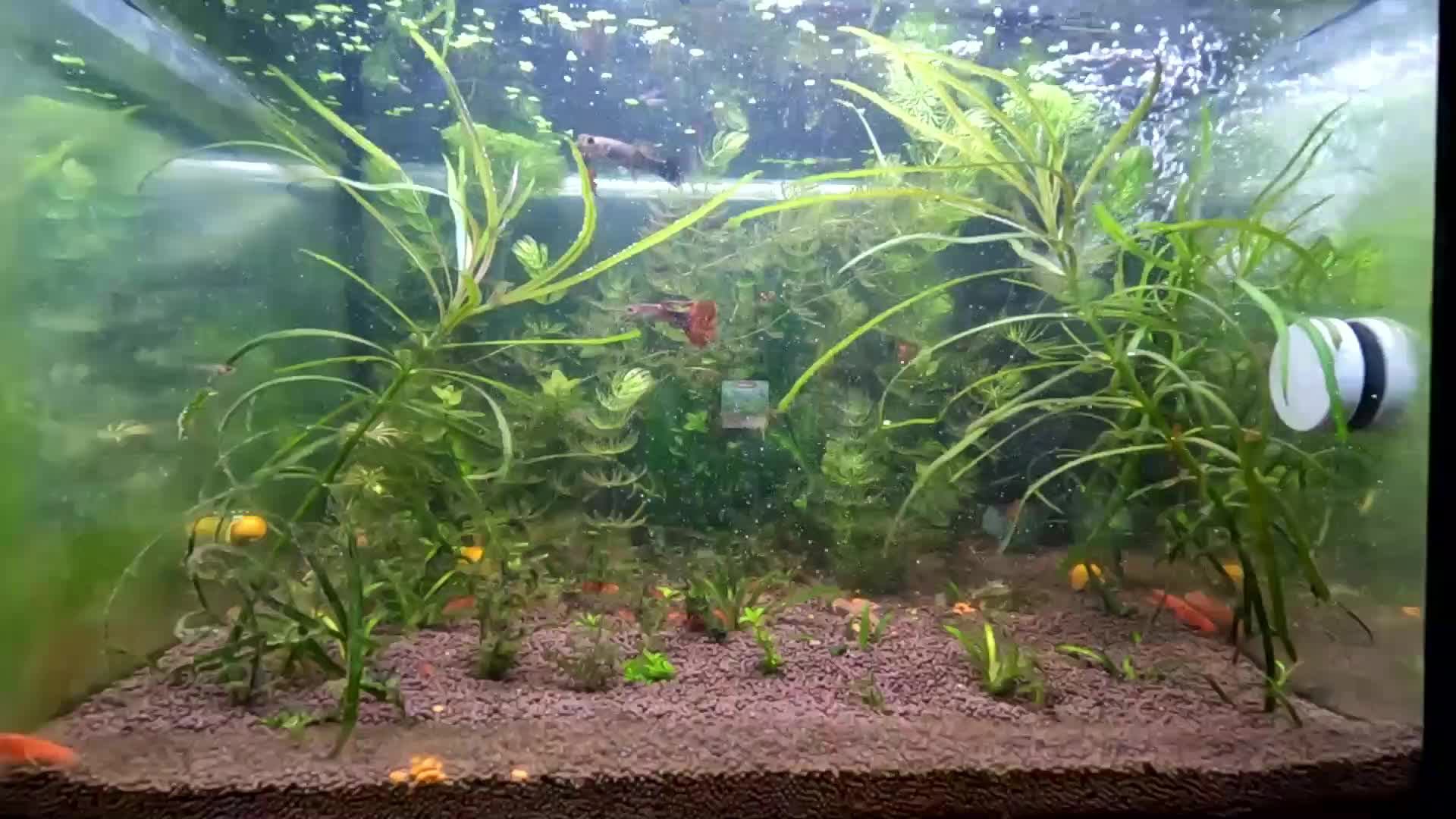 Аквариум с Мексиканскими оранжевыми карликовыми раками. смотреть онлайн