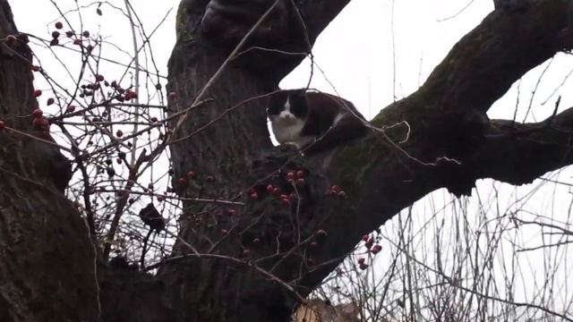 Ростов-на-Дону. Улица Малюгиной (1-я часть). смотреть онлайн