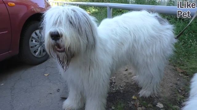 Какие породы собак выведены в России? смотреть онлайн