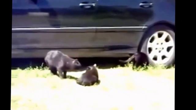 ТОП 5 Животных, человечнее человека! смотреть онлайн