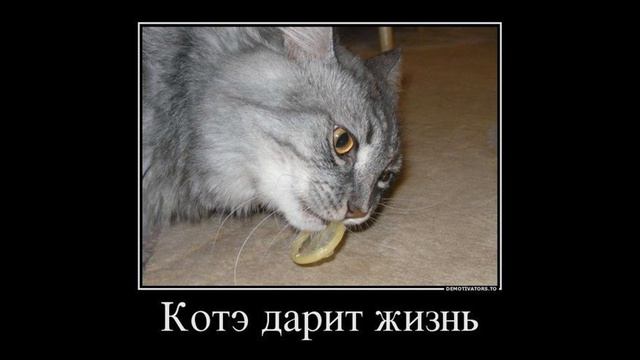 Кошки разные нужны, кошки всякие важны…! смотреть онлайн