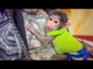 РАСПАКОВОЧКА! Степашка примеряет наряды, а Люся сидит в вольере)))