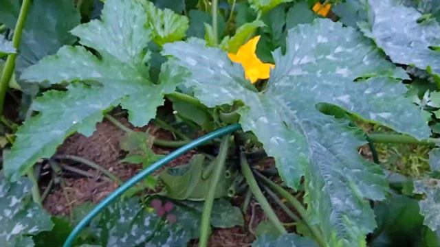 вот так растут патиссоны смотреть онлайн