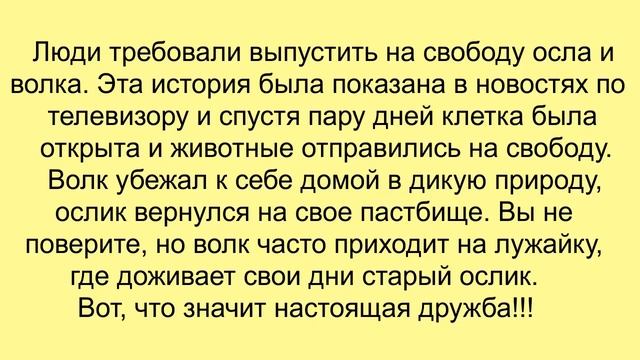 Люди бросили старого осла в клетку к волку но волк не съел осла смотреть онлайн