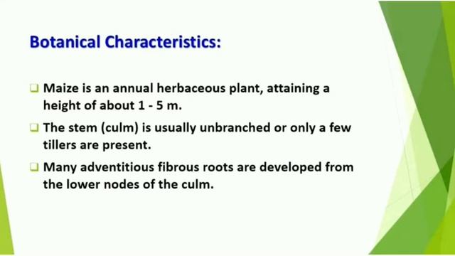 L-02 | B Sc IV Sem | Food Plants | Cereals and Pulses | Grains - Rice, Wheat, Maize, Gram, Arhar смотреть онлайн