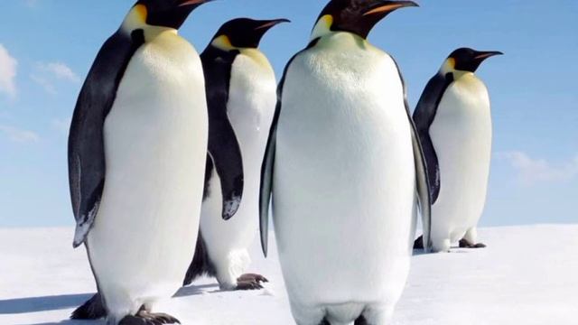 Кто такие Пингвины? Интересные и Малоизвестные факты о Пингвинах!AnyWild смотреть онлайн