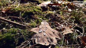 Лес | Дошкольники | Окружающий мир #6 | Инфоурок