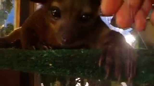 My kinkajou, walking around, yawning, ect.. смотреть онлайн