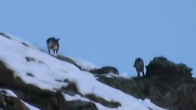 Горная охота на туров смотреть онлайн