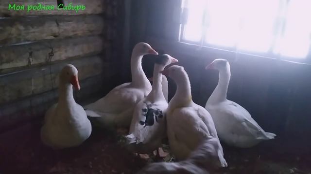 Дверь поставили в проём цыплятника - красотень! Мои петухи - все красавцы!