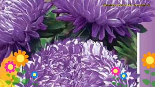 Астра Седая дама синяя. Краткий обзор, описание характеристик, где купить семена Sedaya dama sinyay смотреть онлайн