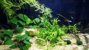 Аквариум 30 литров , бриллиантовые неоны