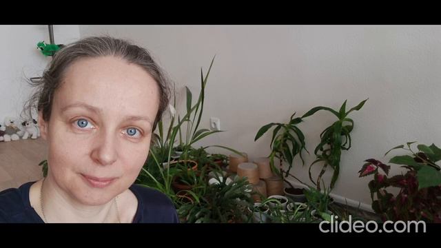 Пересадка комнатных растений смотреть онлайн