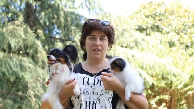 День породы папийон смотреть онлайн