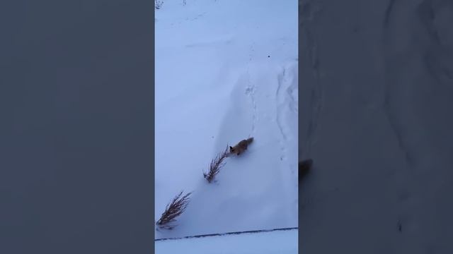 ERZURUM PALANDÖKEN KAYAK TESİSLERİ YABANİ TİLKİLERİ. PALANDÖKENDE NEREDEYSE EVCİL TİLKİLER. смотреть онлайн