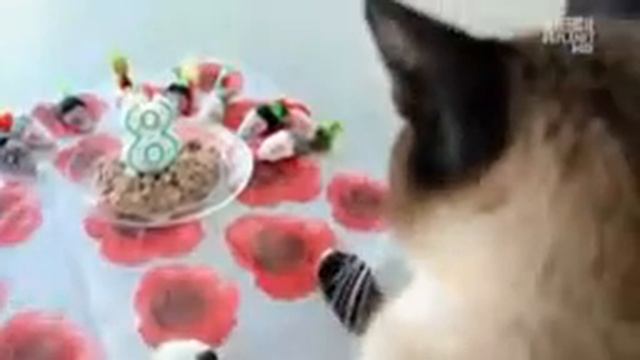 Сноу-шу 101Kote.ru Snowshoe 101Cats смотреть онлайн