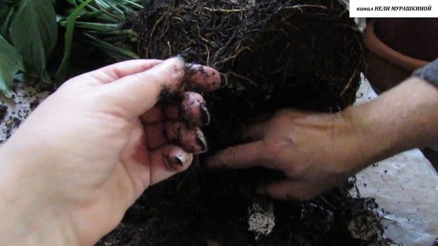 СПАТИФИЛЛУМ завял. В чём причина? смотреть онлайн