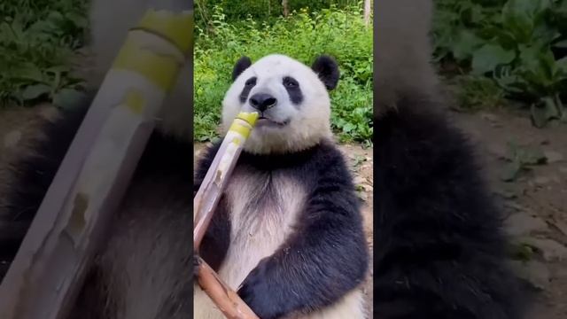 Пепекус Панды смотреть онлайн