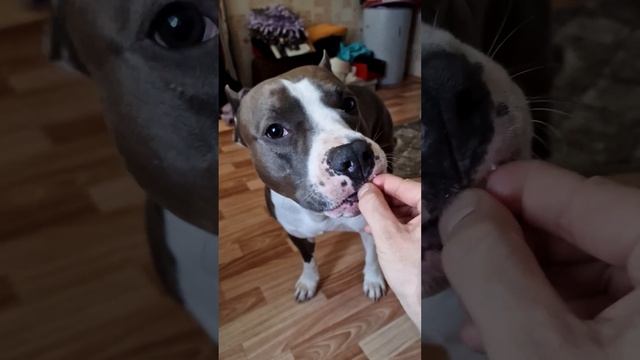Амстафф Локи 2 года | Сыррр | Стаффорд | Amstaff Loki смотреть онлайн
