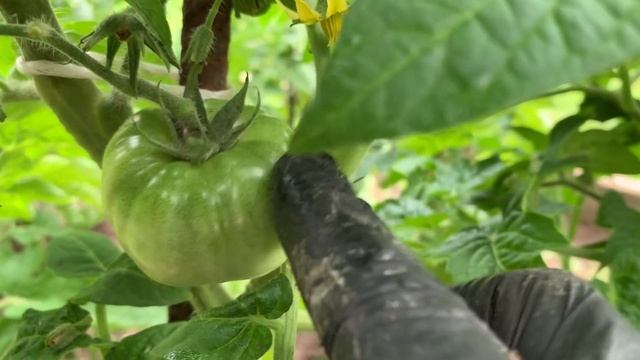 Формирую,томатных гномов.9 июня 2021 г. смотреть онлайн