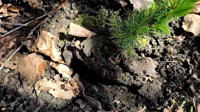 Огород. Клубника. Ежевика. Малина. Пересаживаю черенки канадской ели. Жизнь семьи в деревне. смотреть онлайн