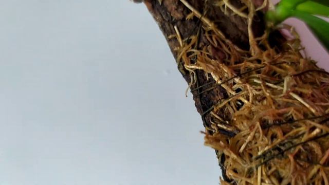 Снова ДЕТКА🌱😍 смотреть онлайн