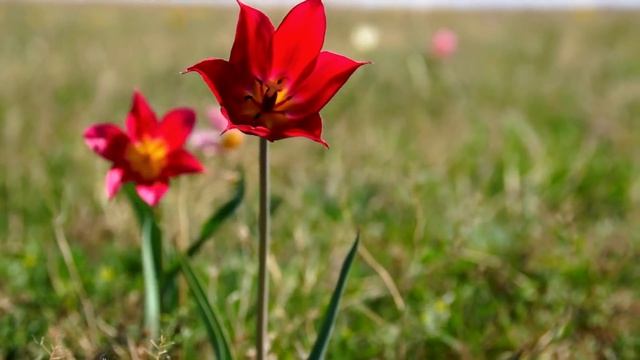 Цветущие тюльпаны Шренка - бескрайнее море степного Урала смотреть онлайн