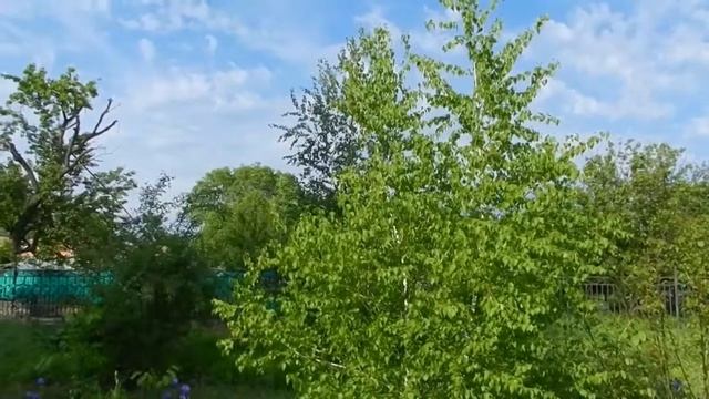 Музыкальная Видео зарисовка
Я В ВЕСЕННЕМ ЛЕСУ ПИЛ БЕРЕЗОВЫЙ СОК смотреть онлайн