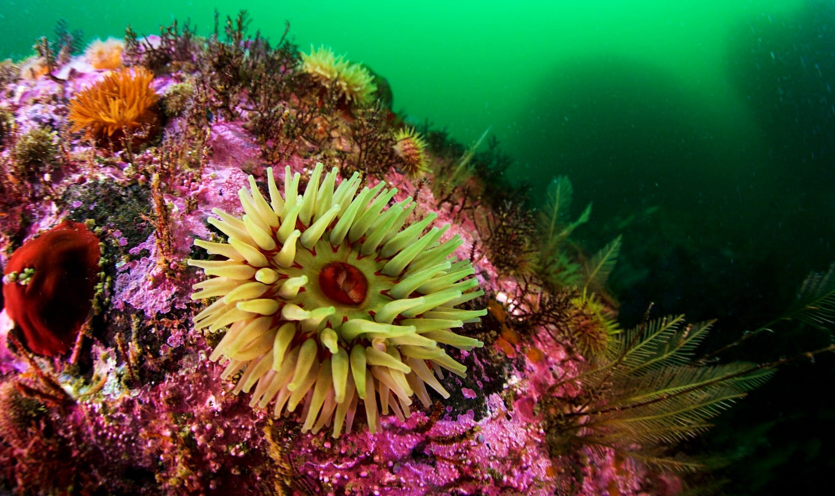 Рекламный ролик (Подводная охота в Норвегии) смотреть онлайн