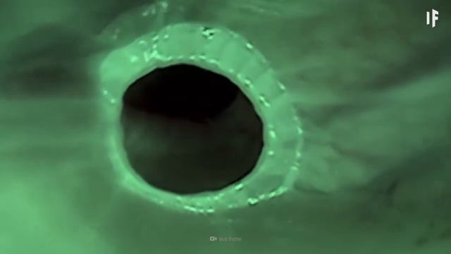 What secrets lie in the crocodile's stomach? смотреть онлайн