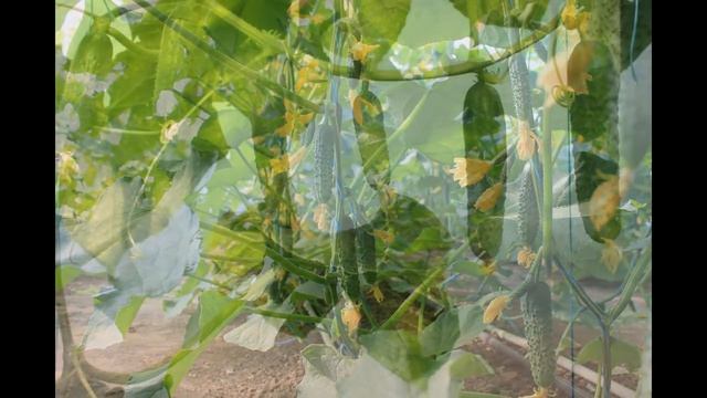 Огурец Гуннар F-1 GUNNAR F-1 смотреть онлайн