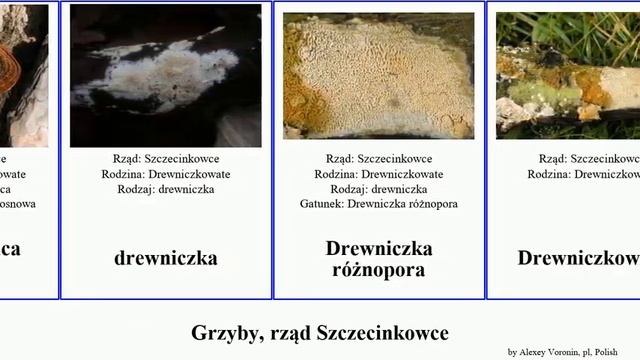 Grzyby, rząd Szczecinkowce czyreń błyskoporek szczeciniak fungus Stułka rdzawoporka guzoczyrka смотреть онлайн