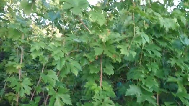 виноград валек 2018 смотреть онлайн