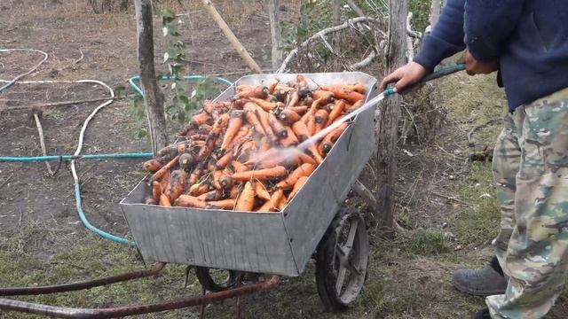 #109 УРОЖАЙ МОРКОВИ с небольшого участка.Сбор урожая моркови. смотреть онлайн