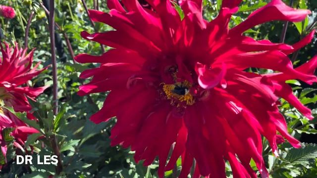 Dahlias in bloom with name. Swan Island Dahlia Festival 2023. #dahlia #flowers #gardening смотреть онлайн