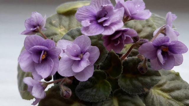 Моя первая фиалка! Такие фиалки называют " БАБУШКИНА" смотреть онлайн